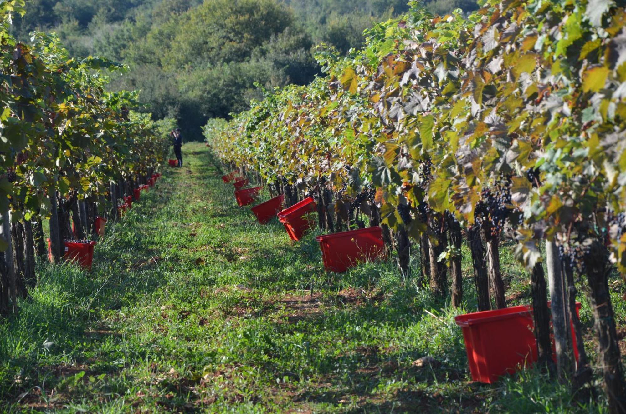 Villa Leopoldo By Istrian Country Houses Barat  外观 照片