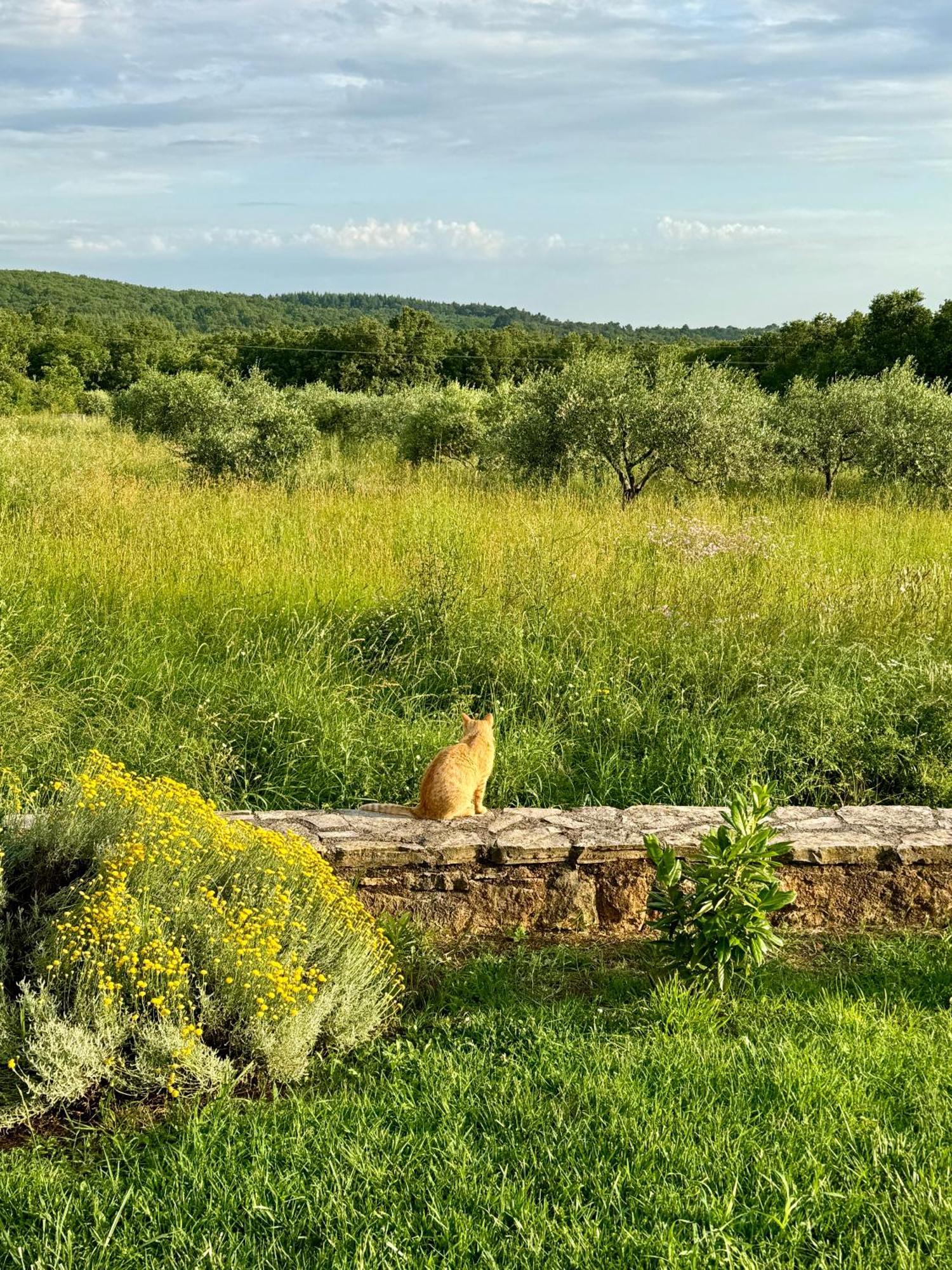 Villa Leopoldo By Istrian Country Houses Barat  外观 照片